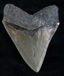 Glossy, Serrated Megalodon Tooth #13890-2